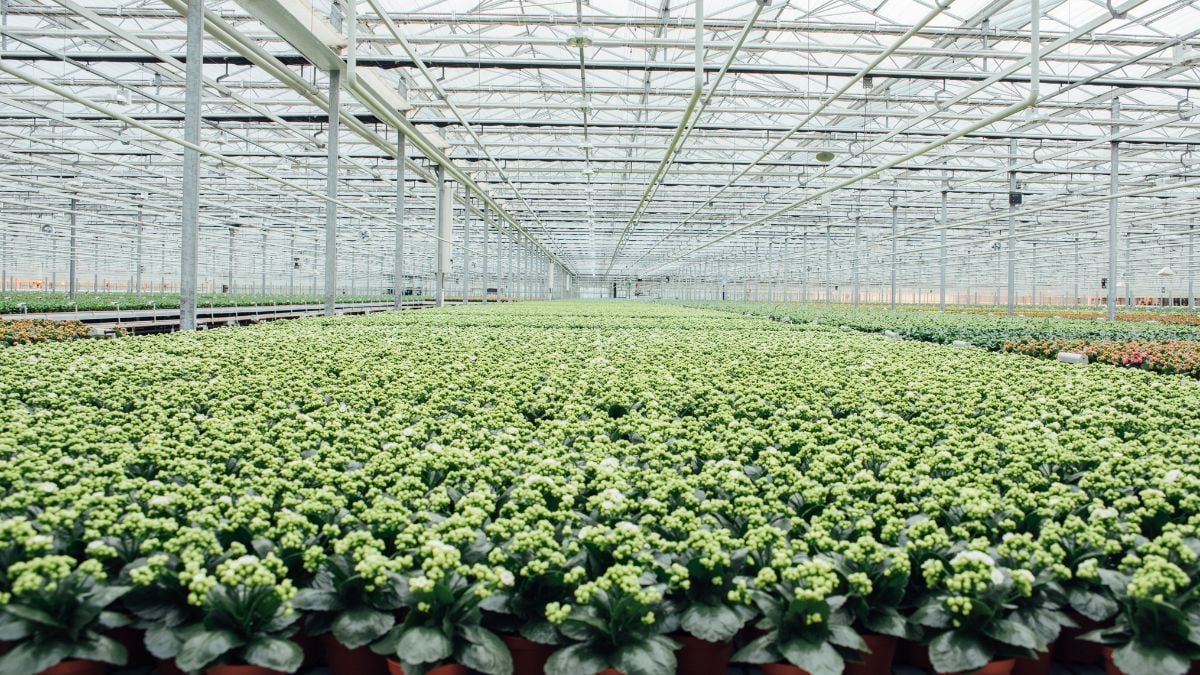 Kalanchoe from Slijkerman Kalachoe and Decorum Plants & Flowers Greenhouse